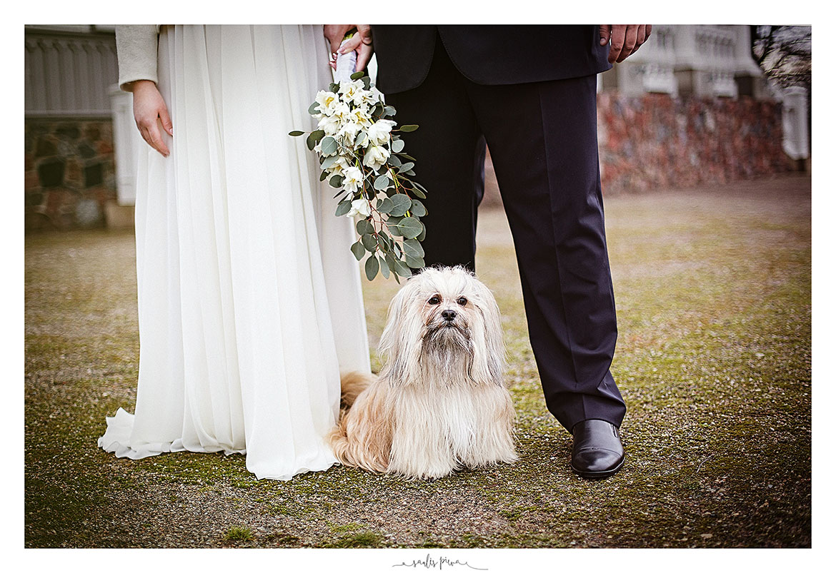 šuo vestuvėse